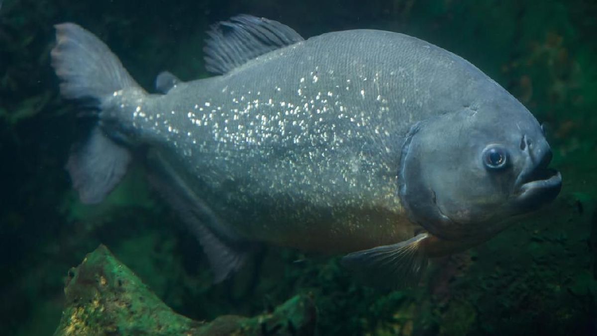 Mengenal Ikan Pacu, Sepupu Piranha yang Punya Gigi Mirip Manusia