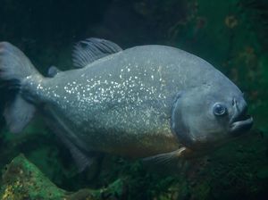 Mengenal Ikan Pacu, Sepupu Piranha yang Punya Gigi Mirip Manusia