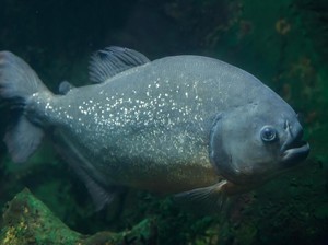 Mengenal Ikan Pacu, Sepupu Piranha yang Punya Gigi Mirip Manusia