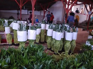 Bisnis Bambu Hoki, Kelompok Tani Ini Bisa Ekspor hingga 29 Ton/Bulan