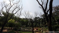 Pohon-pohon juga mengering.