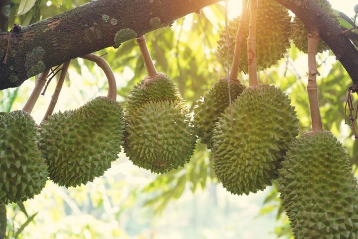 Closed-up durian flower during blossoming stage in Thailand