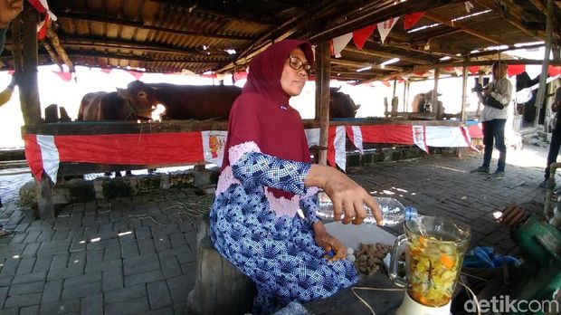 Hewan kurban ini juga diberi jamu dan treatment/