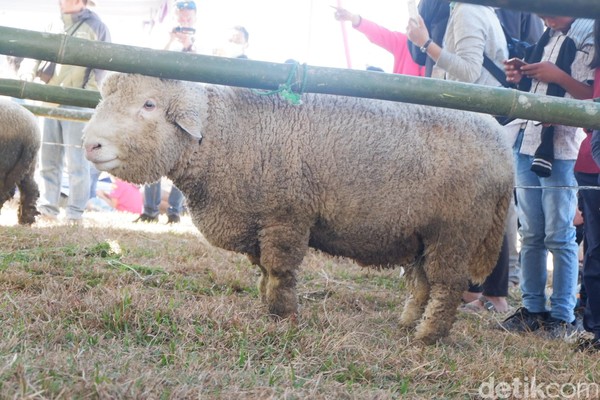 Hewan yang biasa di udara dingin ini memiliki ciri bulu yang lebih tebal sampai di kepala hingga kaki. Tidak heran, mereka menjadi daya tarik wisatawan. (Uje Hartono/detikcom) Hewan yang biasa di udara dingin ini memiliki ciri bulu yang lebih tebal sampai di kepala hingga kaki. Tidak heran, mereka menjadi daya tarik wisatawan. (Uje Hartono/detikcom)