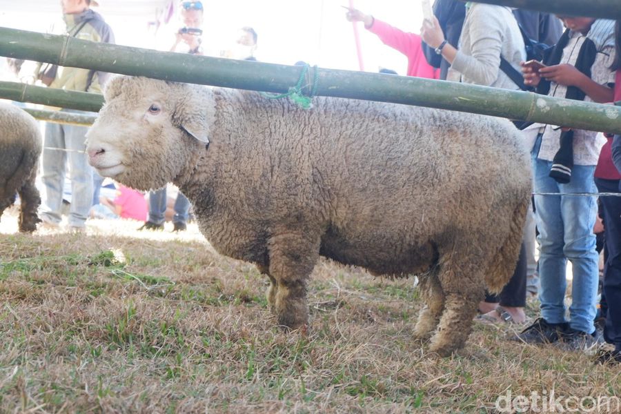 Foto Domba Langka Yang Bikin Penasaran Di Dieng