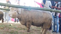 Hewan yang biasa di udara dingin ini memiliki ciri bulu yang lebih tebal sampai di kepala hingga kaki. Tidak heran, mereka menjadi daya tarik wisatawan. (Uje Hartono/detikcom)