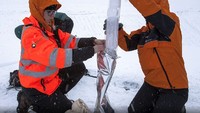 Mereka mengebor es sampai kedalaman 14 meter. Lalu setelah itu, bongkahan es akan diteliti (British Antarctic Survey/BBC)
