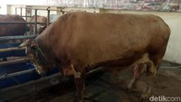 Sapi ini adalah sapi jenis limosin, dengan berat 1,4 ton.
