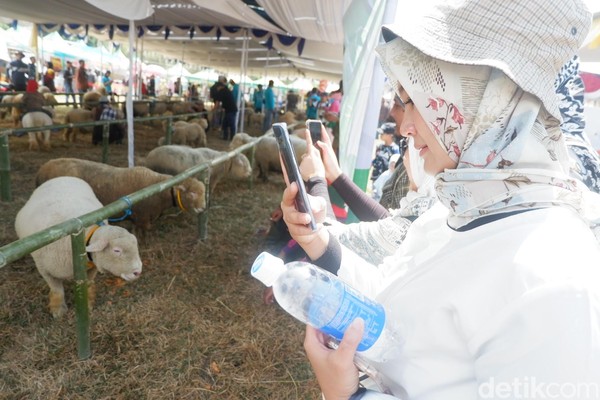 Domba-domba ini jadi pusat perhatian karena rupanya yang menggemaskan saat Festival Dombat di Dieng Culture Festival Sabtu kemarin. (Uje Hartono/detikcom) Domba-domba ini jadi pusat perhatian karena rupanya yang menggemaskan saat Festival Dombat di Dieng Culture Festival Sabtu kemarin. (Uje Hartono/detikcom)
