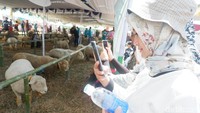 Domba-domba ini jadi pusat perhatian karena rupanya yang menggemaskan saat Festival Dombat di Dieng Culture Festival Sabtu kemarin. (Uje Hartono/detikcom)