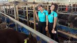 Bening Banget! Cowgirl Cantik Ini Layani Pembeli Hewan Kurban