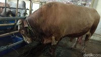 Ada juga yang harganya dibawah Rp 200 juta, dengan berat 1,3 ton dihargai Rp 175 juta, dan 1,1 ton dihargai Rp 130 juta.