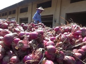 Waduh! Harga Bawang Merah di Probolinggo Cuma Rp 5.000/Kg