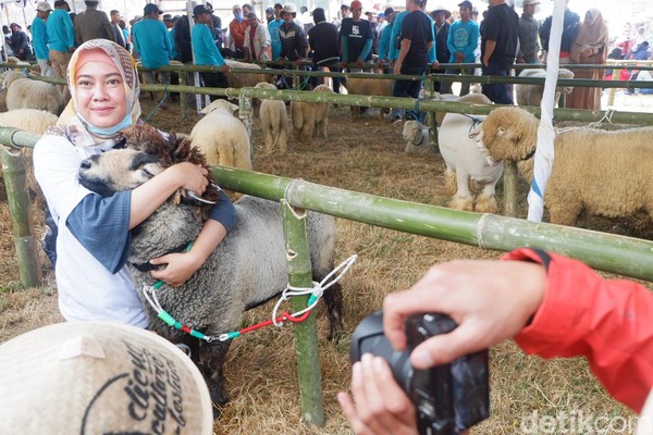 Domba yang memiliki harga tinggi yakni yang memiliki mulut rapi, kuping lancip dan besar. Selain itu, juga dari kening hingga hidung tidak terdapat bulu. (Uje Hartono/detikcom) Domba yang memiliki harga tinggi yakni yang memiliki mulut rapi, kuping lancip dan besar. Selain itu, juga dari kening hingga hidung tidak terdapat bulu. (Uje Hartono/detikcom)