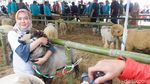 Foto: Domba Langka yang Bikin Penasaran di Dieng