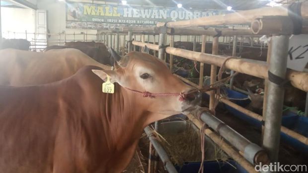 SPG Cantik dan Gratis Sapi Jadi Senjata Tarik Pembeli Hewan Kurban