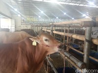 Kereta Kencang JKT-SBY Dibangun 2021, Jokowi Lanjutkan Hambalang