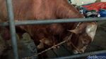 Ini Sapi Kurban Langganan SBY Hingga Jokowi