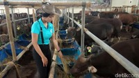 Meskipun parasnya cantik-cantik, cowgirl ini juga akrab dengan sapi-sapi kurban yang dijual.