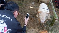 Domba Batur sebagian besar hidup di Kecamatan Batur, Banjarnegara. Karena, domba ini lebih cocok hidup di tempat yang suhunya dingin. (Uje Hartono/detikcom)