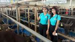 Bening Banget! Cowgirl Cantik Ini Layani Pembeli Hewan Kurban