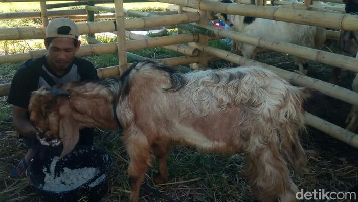 Pedagang Hewan Kurban di Banyuwangi Bisa Jualan, Asal...