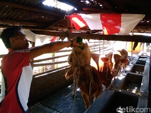 Mengintip Spa Hewan Menjelang Idul Adha