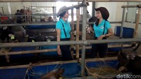 Kesulitan kita cuma satu, adaptasi aja sih, hapalin jenis sapi, tahan bau dan jijik juga, kata Risma.
