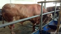 Sapi ini dibanderol dengan harga Rp 200 juta, dengan uang sebanyak itu bisa juga dibelikan rumah.