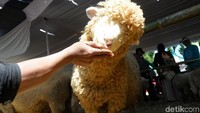 Ini adalah Dombat, Domba Batur yang punya bulu lebat dan menggemaskan. (Uje Hartono/detikcom)