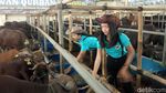 Bening Banget! Cowgirl Cantik Ini Layani Pembeli Hewan Kurban