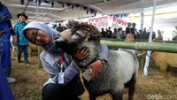 Sayangnya, populasi Dombat ini terus menurun 5-10 persen setiap tahunnya. Hingga saat ini Dinas Pertanian dan Peternakan Banjarnegara mencatat, populasi Dombat hanya 8.860 ekor. (Uje Hartono/detikcom)