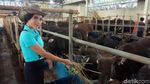Bening Banget! Cowgirl Cantik Ini Layani Pembeli Hewan Kurban