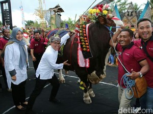 Banyuwangi Gelar Cattle and Pets Festival Jelang Idul Adha