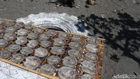 Puluhan ikan kerapu kemudian dijemur di bawah sinar matahari.