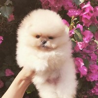 Anjing keluarga Kim Kardashian, Sushi, tak cuma tampil fashionable, tapi juga mejeng di halaman majalah fashion Vogue. Gemas! (Foto: Instagram)