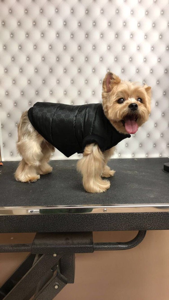 Gaya Hoodie, anjing milik rapper Missy Elliott, nggak kalah keren dari majikannya. Seperti yang terlihat di foto ini, Hoodie memakai vest hitam keluaran Gucci.  (Foto: Twitter)