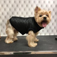 Gaya Hoodie, anjing milik rapper Missy Elliott, nggak kalah keren dari majikannya. Seperti yang terlihat di foto ini, Hoodie memakai vest hitam keluaran Gucci.  (Foto: Twitter)