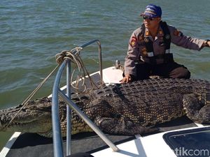 Buaya Muara di Perairan Nusakambangan Mati Tersangkut Jaring Nelayan