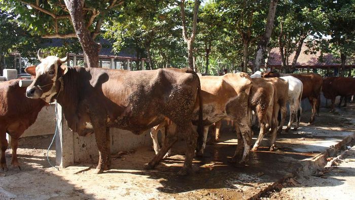 Pasar hewan Ambarketawang, Sleman Penjualan hewan ternak sapi dan kambing di Pasar Hewan Ambarketawang, Gamping Sleman meningkat jelang Idul Adha, (5/8/2019).
