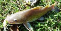 Ini Keunikan Ikan Beong yang Menurut Ganjar Pranowo Rasanya 'Nyetrum'