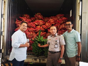 Pisang Indonesia Bakal Diekspor 2 Kontainer/Minggu ke Malaysia