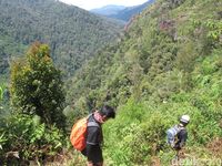 Perjalanan menuju Ugimba, menembus hutan belantara (Afif Farhan/detikcom)