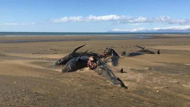 20 Paus Pilot yang Terdampar Misterius di Pantai Islandia Akhirnya Mati 20 Paus Pilot yang Terdampar Misterius di Pantai Islandia Akhirnya Mati