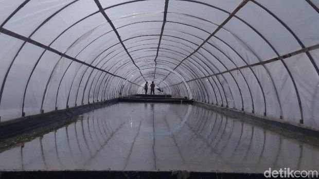 Penuhi Garam Industri, Petambak Didorong Pakai Metode Prisma