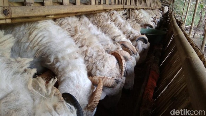 Kambing kurban yang diperjual-belikan di Yogyakarta