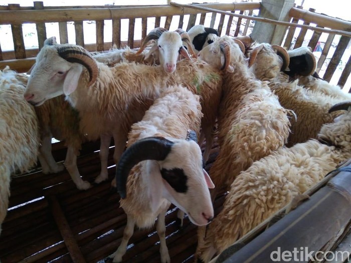 Kambing kurban yang diperjual-belikan di Yogyakarta
