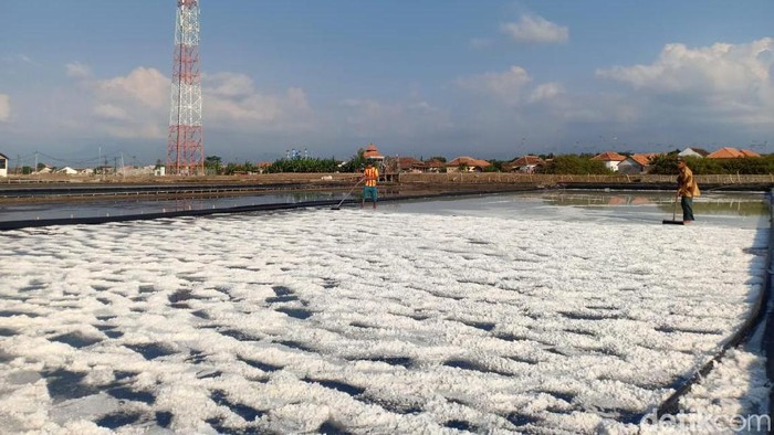 Harga garam di Kabupaten Probolinggo merosot ke Rp 550 per kg untuk tingkat petani. Penurunan harga disesalkan para petani garam di Desa Kalibuntu, Kecamatan Kraksaan.