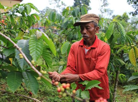 Luwak coffee & local tea testing set in Bali, Indonesia