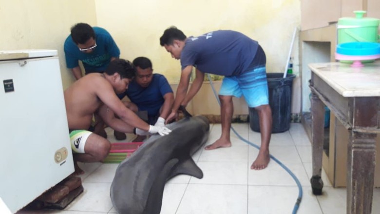 Lumba-lumba Atraksi Hotel di Bali Mati, BKSDA Turun Tangan Lumba-lumba Atraksi Hotel di Bali Mati, BKSDA Turun Tangan